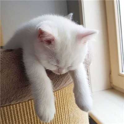 2018年招财微信头像猫咪头像 招财又旺运的猫咪头像图片