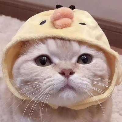 2020可爱猫咪头像高清好看 萌萌哒猫咪头像精选